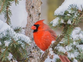 Quebra-cabeça «Red cardinal»