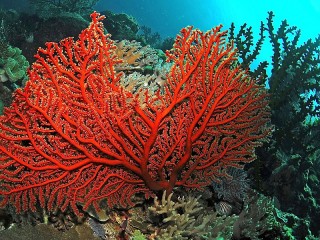 Jigsaw Puzzle «Red coral»