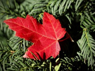 Zagadka «Red on green»