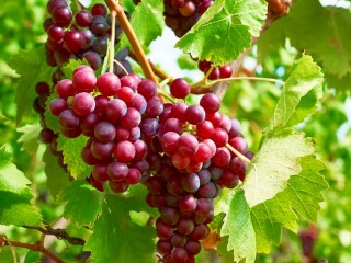 Puzzle «Red grapes»