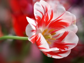 Пазл «Красно-белый тюльпан»