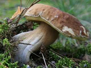 Rompecabezas «Sturdy mushroom»