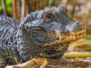 Bulmaca «Crocodile»