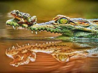 Пазл «Crocodile and frog»