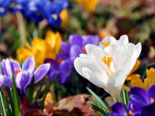 Jigsaw Puzzle «Crocuses»