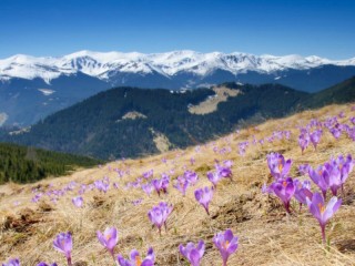 パズル «crocuses in the Carpathians»