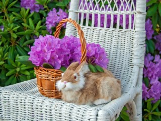 Puzzle «Rabbit in the garden»