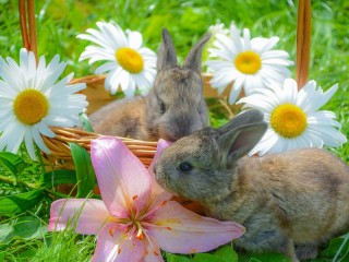 Quebra-cabeça «Rabbits and flowers»