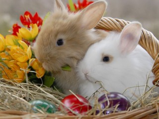 Jigsaw Puzzle «Rabbits in a basket»