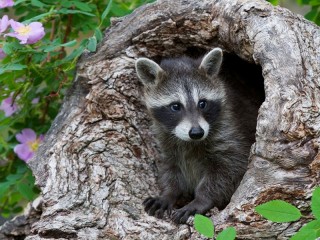 パズル «Little Raccoon»
