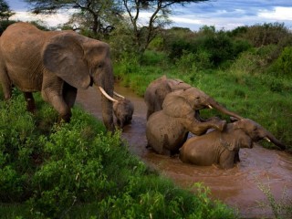 Jigsaw Puzzle «Elephants bathing»