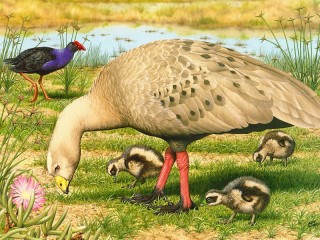 Пазл «Cape Barren goose»
