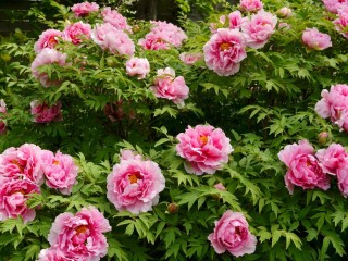 Jigsaw Puzzle «Bush with peonies»