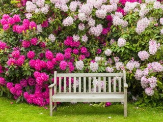 Пазл «Rhododendron bushes»