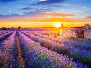 Bulmaca «Lavender field»