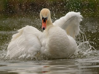Puzzle «Swan»