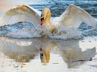 Slagalica «Swan»