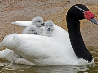 Rompicapo «Swan and Chicks»