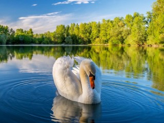 Пазл «Лебедь на озере»