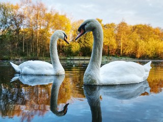 Puzzle «Swans»