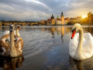 Jigsaw Puzzle «Swans in Prague»