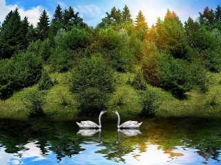 Jigsaw Puzzle «Swan couple»