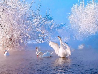 パズル «Swan winter»