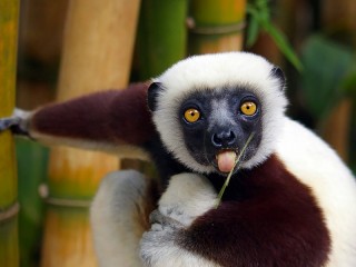 Rätsel «Lemur»