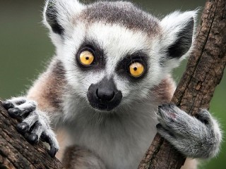 Slagalica «Lemur»