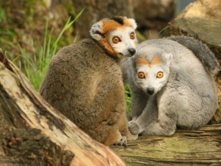 Rompecabezas «Lemurs»