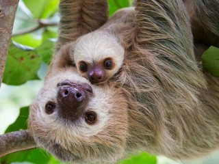Rompecabezas «Sloth with a cub»