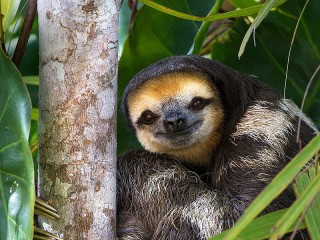Rompecabezas «Sloth in the jungle»