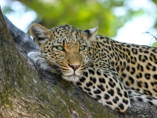 Puzzle «Leopard»