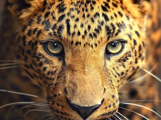 Пазл «Леопард»