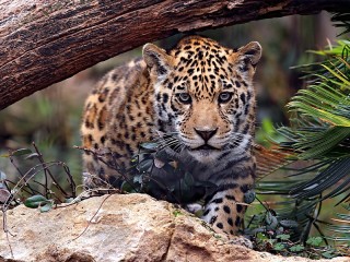Пазл «Леопард»