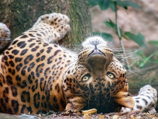 パズル «Leopard»