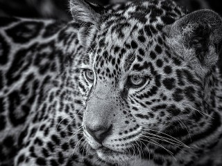 Jigsaw Puzzle «Leopard»