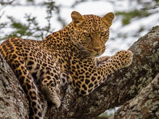 Rompecabezas «Leopard on the tree»