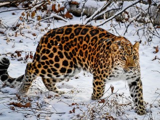 Пазл «Леопард зимой»