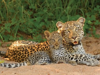 Quebra-cabeça «Leopards»