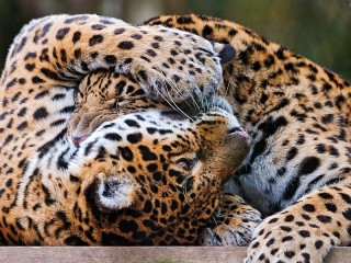 Jigsaw Puzzle «Leopards»