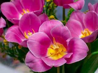 Пазл «Лепестки тюльпанов»