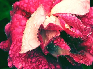 Rompecabezas «petals in the dew»