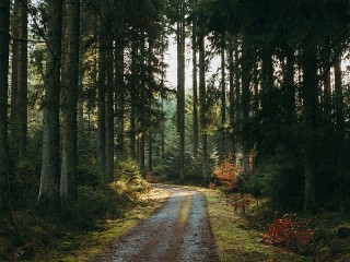 Jigsaw Puzzle «Forest,road,pine»