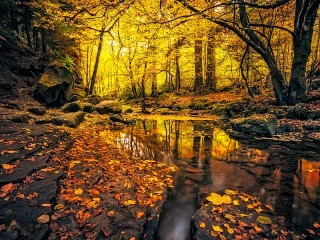 Слагалица «forest»