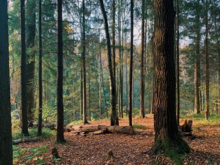Puzzle «Forest»