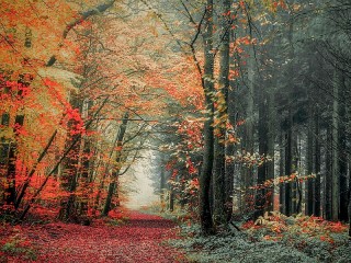 Jigsaw Puzzle «forest»