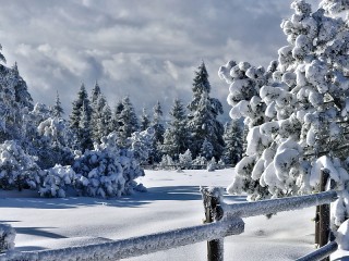 Jigsaw Puzzle «The woods behind the fence»