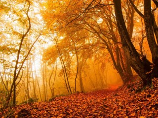Jigsaw Puzzle «forest autumn»