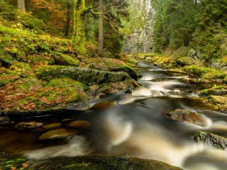 Jigsaw Puzzle «Forest River»